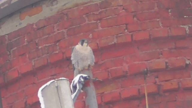 Сокол Сапсан с добычей в когтях/Peregrine Falcon with prey смотреть онлайн