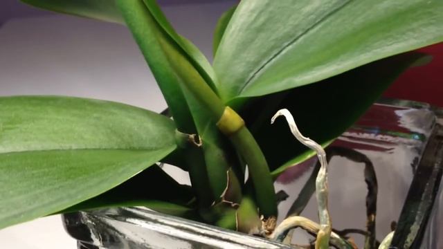 Phalaenopsis Orchideen in Wasserkultur - Wie funktioniert es im Winter? / Meine Tipps / SWC смотреть онлайн