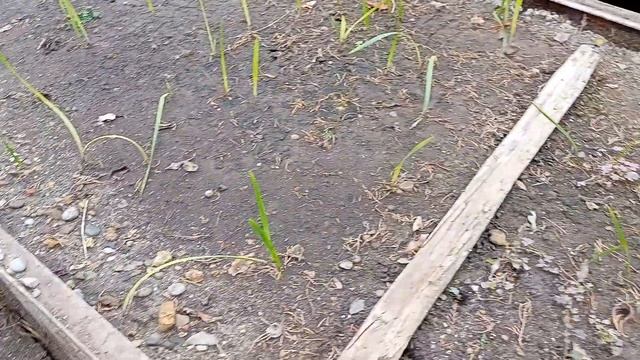 Бутия головчатая- Butia capitata... смотреть онлайн