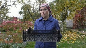 Высаживаем луковичные цветы в ящике