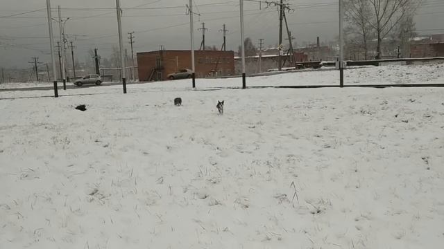 собаки ловят мышей смотреть онлайн