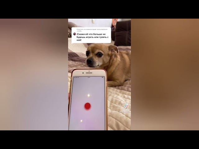 Перевёл на собачий язык, что не пойду гулять и не буду кормить свою собаку смотреть онлайн