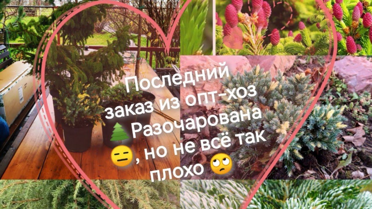 Последний, самый неоднозначный заказ в опт-хозРазочарована, но не всё так плохо Подарок смотреть онлайн