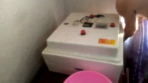 Инкубация куриного яйца в пенопластовом инкубаторе.