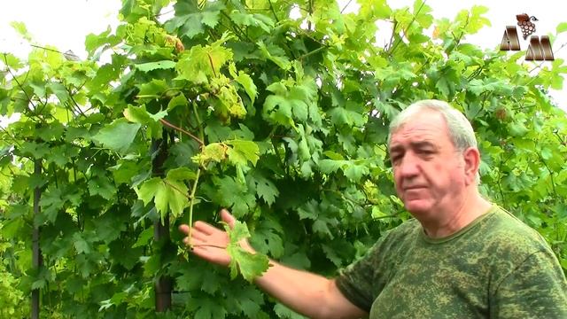? Эффективна ли перекись водорода против милдью? смотреть онлайн