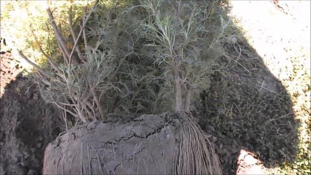 Полынь с запахом кока-колы