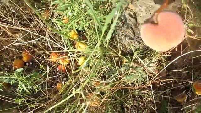 Как растут персики / Крым смотреть онлайн