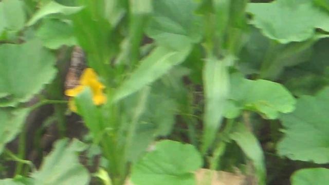 Горит Тайга вся область в дыму. смотреть онлайн