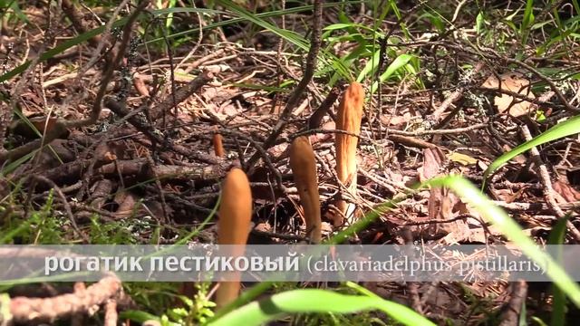 рогатик пестиковый смотреть онлайн