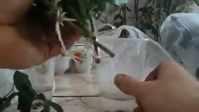 Укоренение пассифлоры голубой смотреть онлайн