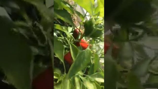 На даче у двоюродного брата ? смотреть онлайн