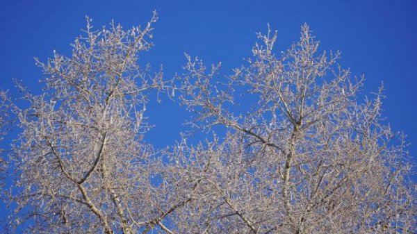 Блаженны Мироносицкий Beatitudes by Mironositskiy