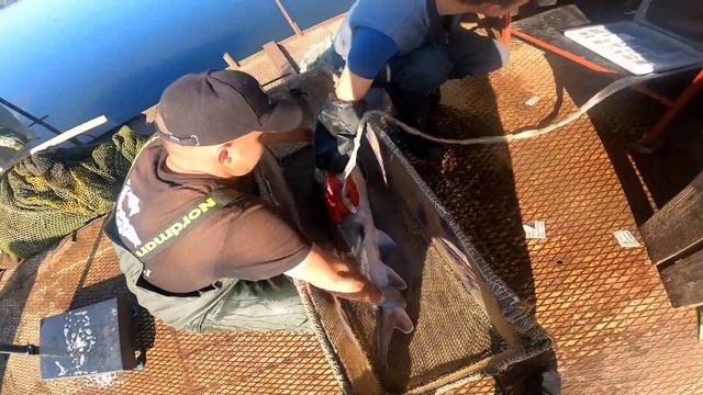 Бонитировка белуг