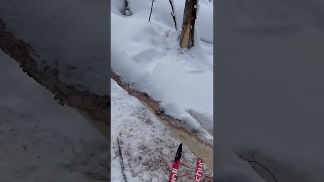 Дом, где спит бобер, зимняя спячка в хатке смотреть онлайн