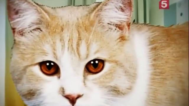 Депутаты усомнились в своем психическом здоровье.mp4 смотреть онлайн