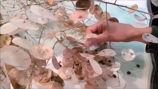 DIY / Das Wunderschönste Geschenk der Natur / Lunaria annua ? смотреть онлайн