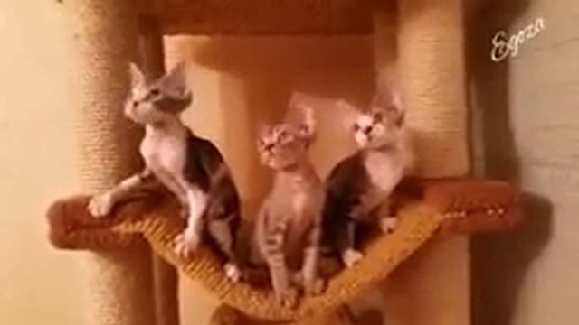 девон рекс . танцы. смотреть онлайн