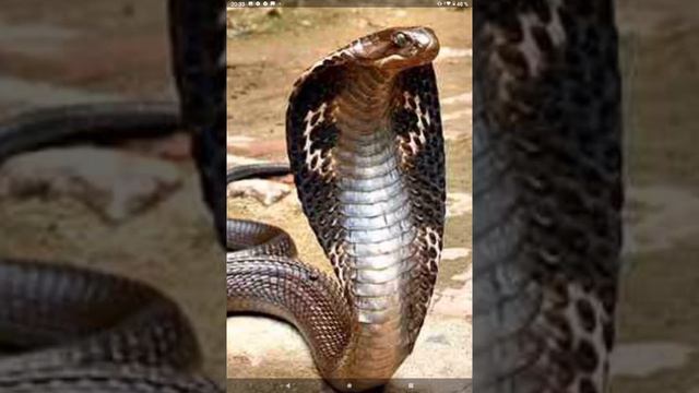 ПОЕДАТЕЛЬНИЦА ЗМЕЙ - королевская кобра смотреть онлайн