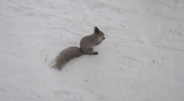 Chelyabinsk 2015 / Челябинск - Белки в парке Гагарина - remars65 смотреть онлайн