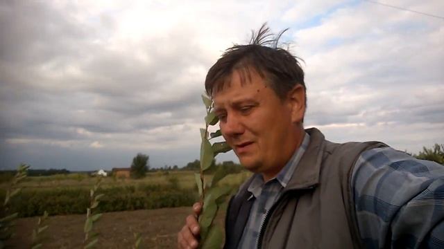 Подвой "Дружба" . смотреть онлайн