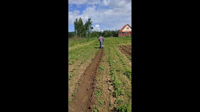 Окучивание картофеля мотоблоком Мобил К МКМ-4 смотреть онлайн