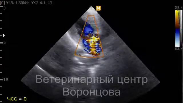 стеноз и недостаточность митрального клапана у собаки смотреть онлайн