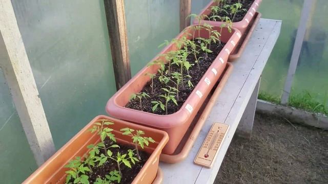 Рассада погибает при этой температуре. Какая минимальная температура для рассады ? смотреть онлайн