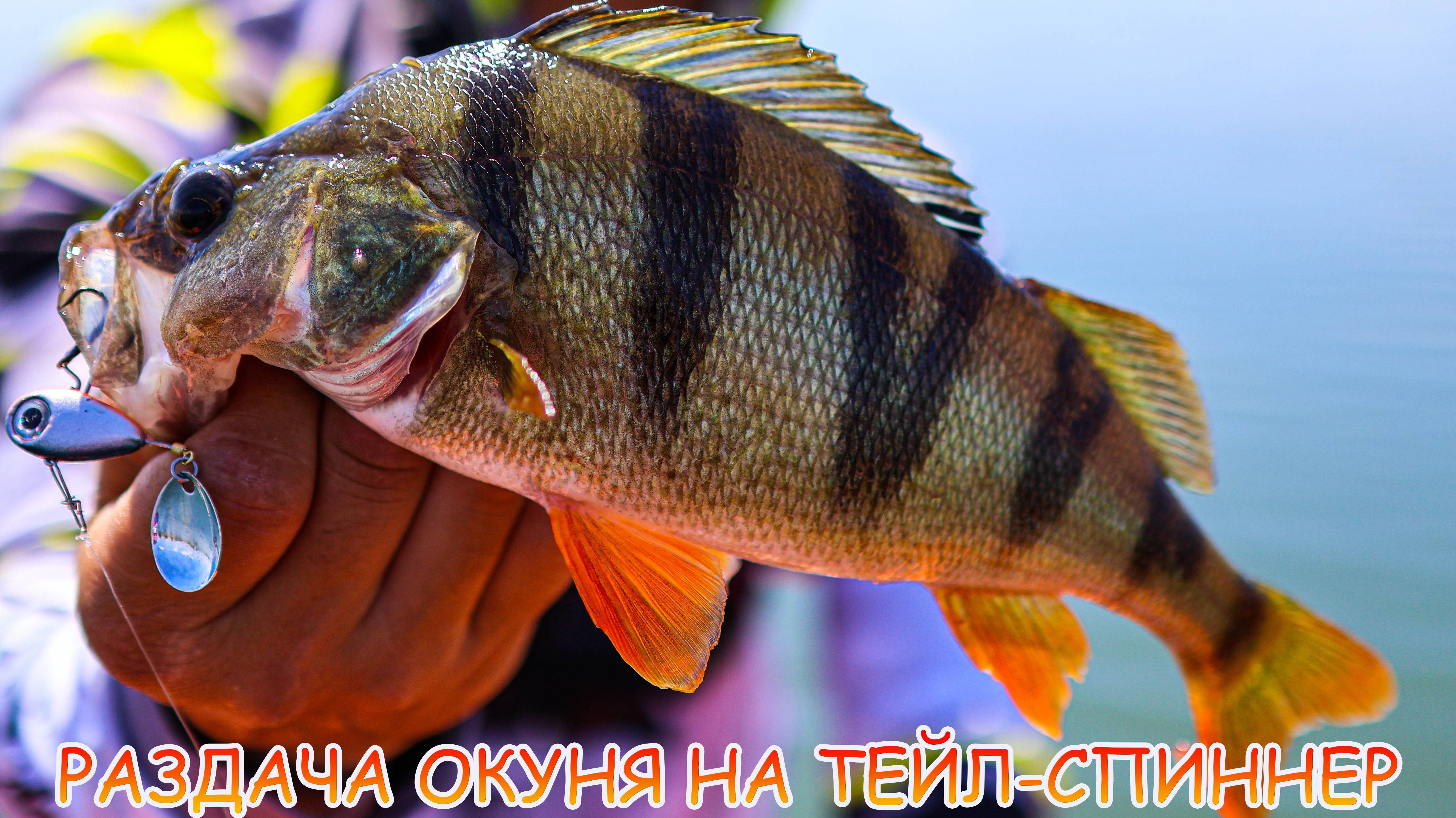 Джиг на водохранилище! Окунь, судак и первый сом!!! Тейл-спиннер рулит!!! смотреть онлайн