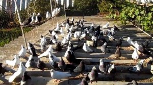 Николаевские породы голубей. | Высоколетные породы голубей