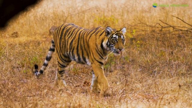 Largest Leopard in the World смотреть онлайн