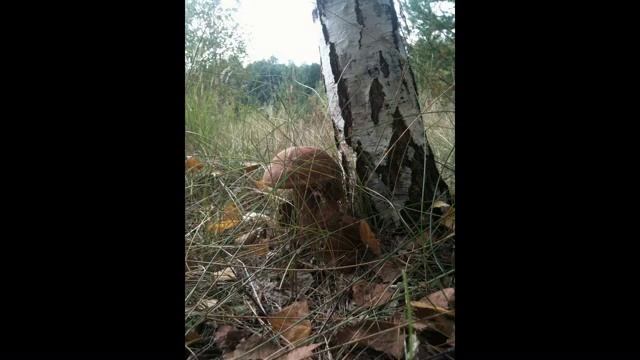 Kak Ya Sobirala Gribi