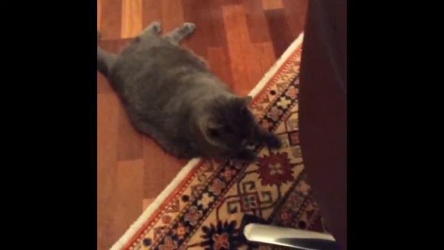 Кот спит смотреть онлайн