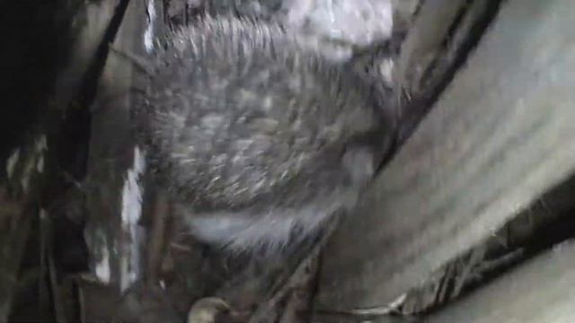 Ежик продолжительность жизни!!! смотреть онлайн