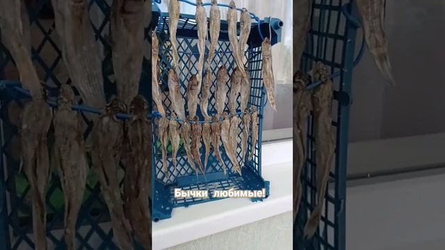 Бычки вяленые, Азовские! смотреть онлайн