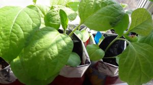 Рассада баклажан 15 апреля, что за пятна на листьях