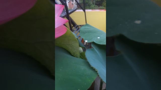 Lotus,Adenium,Oleander and plumeria bloom in the month of july смотреть онлайн