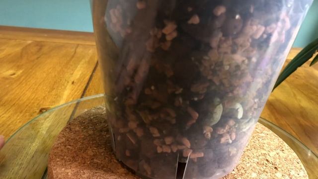 Oрхидеи. И всё-таки это Азиатский Дракон! смотреть онлайн