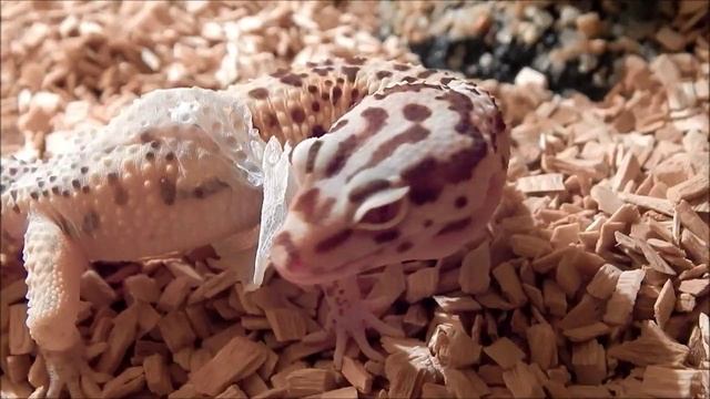leopard gecko shedding process ( Eublepharis macularius ) смотреть онлайн