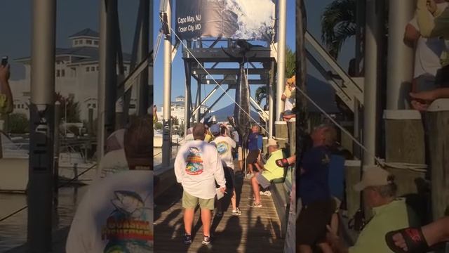 543lb Blue Marlin at the Scales смотреть онлайн