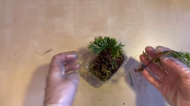 Как размножить тую смотреть онлайн