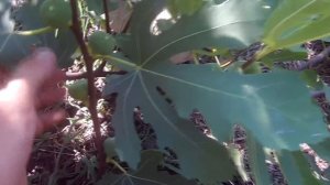 Выращивание инжира в суровом климате