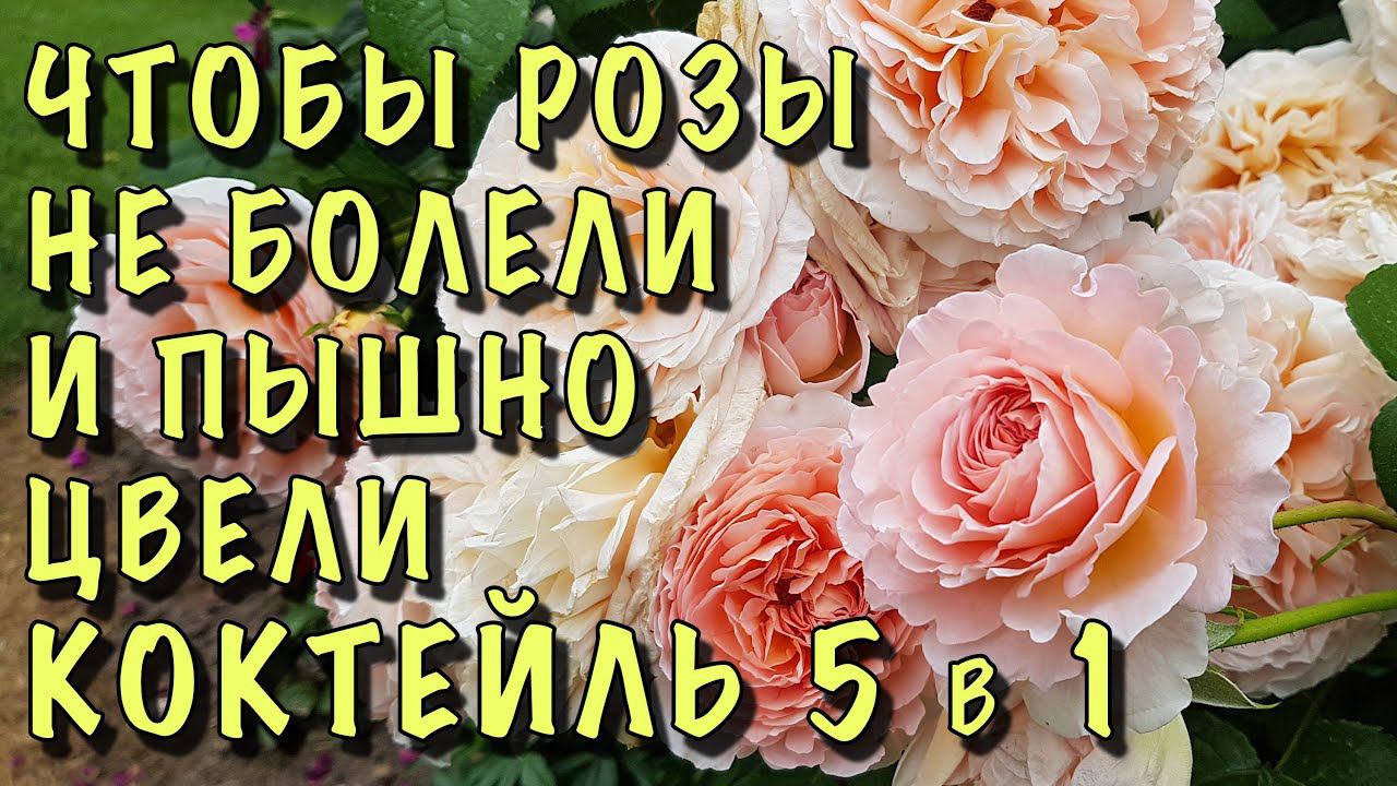СРОЧНО ОБРАБОТАЙТЕ РОЗЫ! Коктейль 5 в 1 ЗАЩИТА от заболеваний, насекомых и ВЗРЫВАТЕЛЬ ЦВЕТЕНИЯ! смотреть онлайн