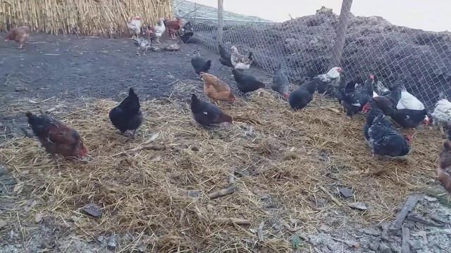 Уборка у нутрий, безотходное производство смотреть онлайн