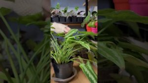 ШИЗМАТОГЛОТИС ОРБИФОЛИЯ МОИ НАБЛЮДЕНИЯ