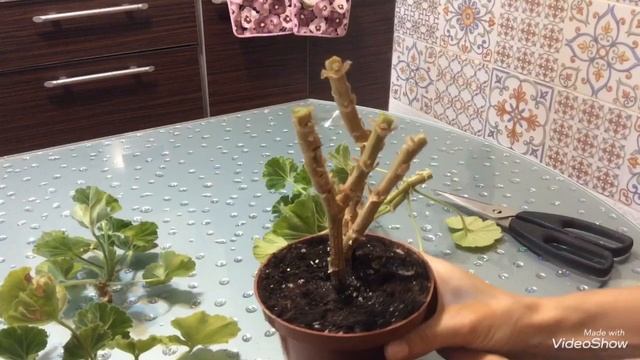 Как омолодить и обрезать пеларгонию. смотреть онлайн