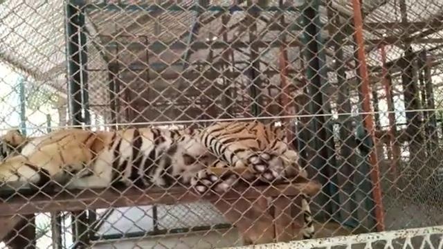 Tiger park Pattaya city смотреть онлайн