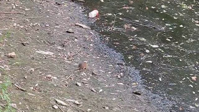 Водяные крысы смотреть онлайн