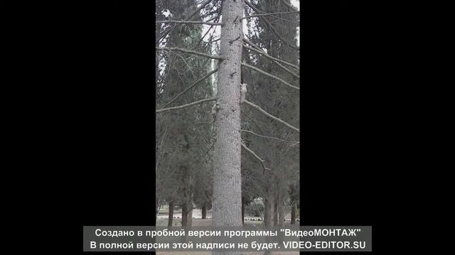 Забавные крымские белки играют в догонялки смотреть онлайн