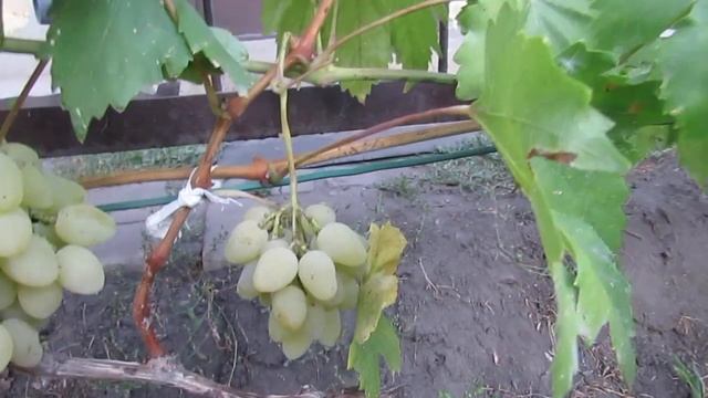 8 сентября 2018 года. Виноград сорта Седой... смотреть онлайн