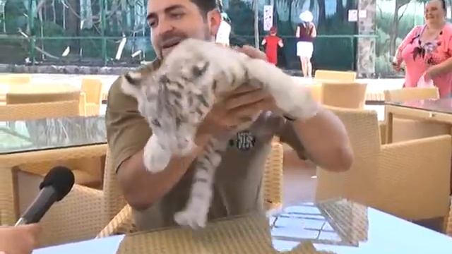 Бенгальского тигрёнка показали посетителям Биопарка! смотреть онлайн